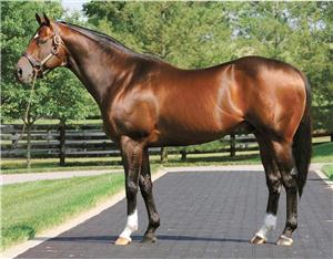 OFFICER - Commanding Respect as a 2YO Sire