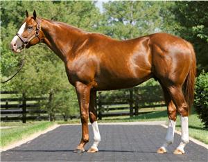 MASTER COMMAND - Masterful Pedigree and Performance