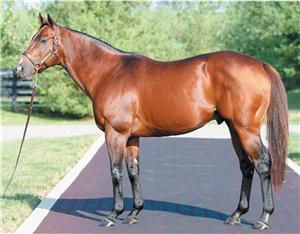 NORTHERN AFLEET - Top 11 General Sire 2009 and 2010!