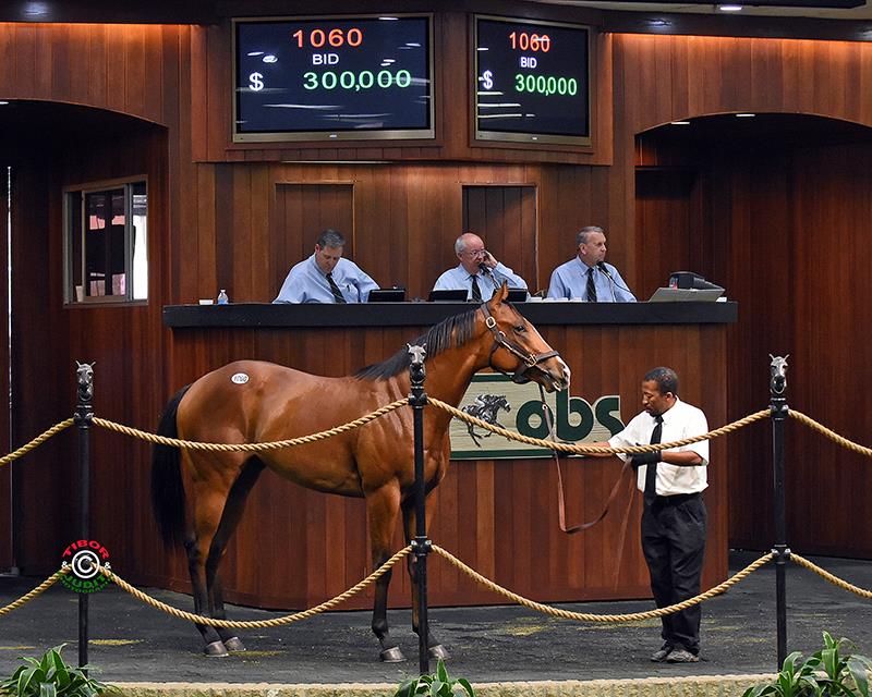 300K Northern Afleet colt at OBS April sale NORTHERN AFLEET,