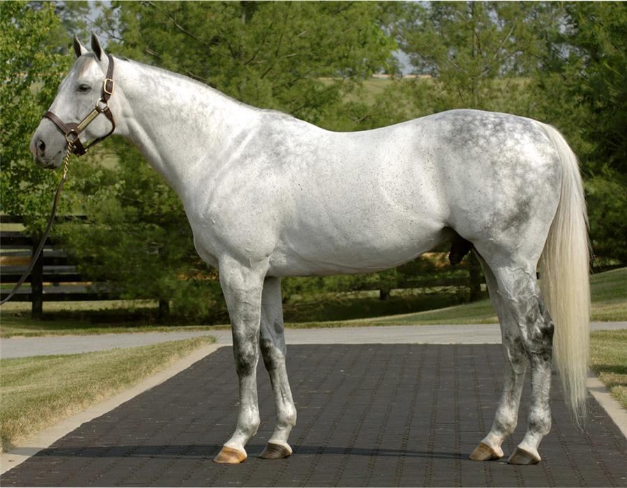 UNBRIDLED'S SONG Taylor Made Stallions