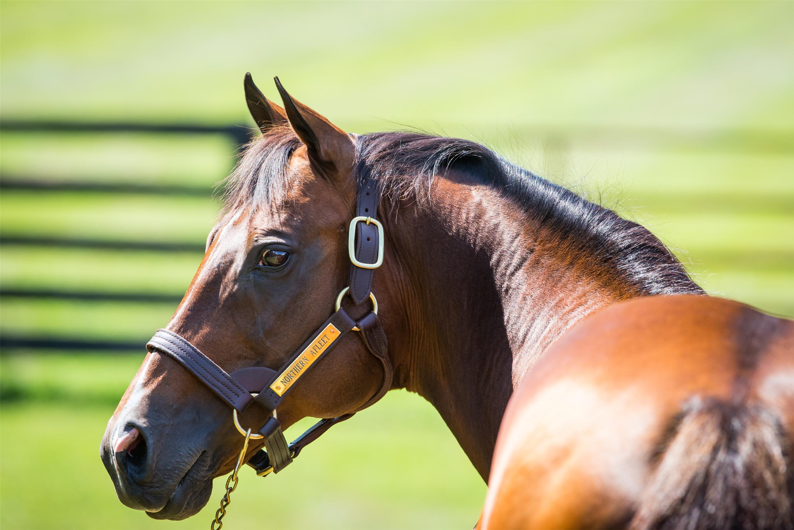 Northern Afleet Thoroughbred Horse Racing Horse Pictures Horses