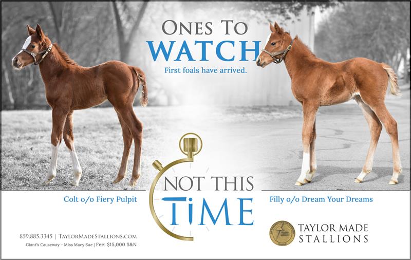183022-NotThisTime-FirstFoals-half-TDN 
