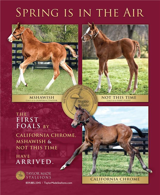 183266-TaylorMade-Foals-KeeMag
