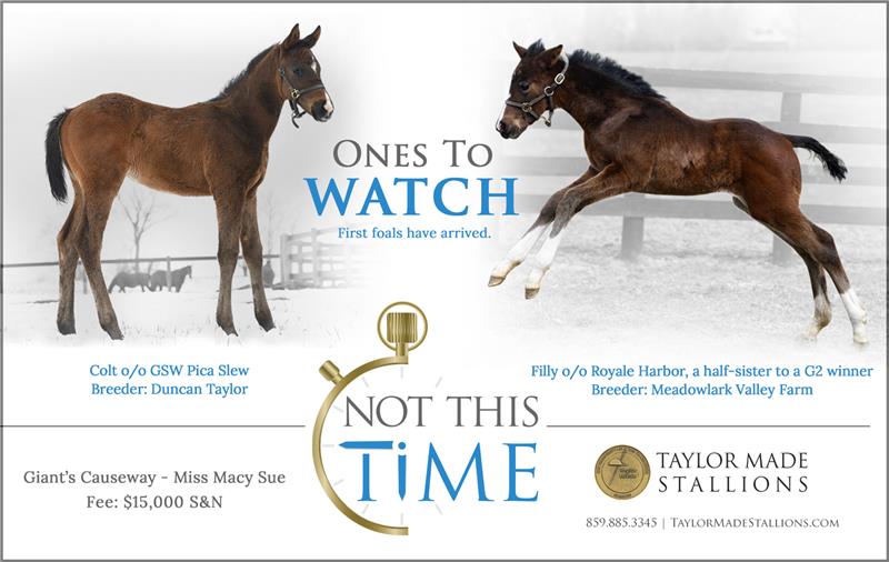 183892-NotThisTime-FirstFoals-half-TDN