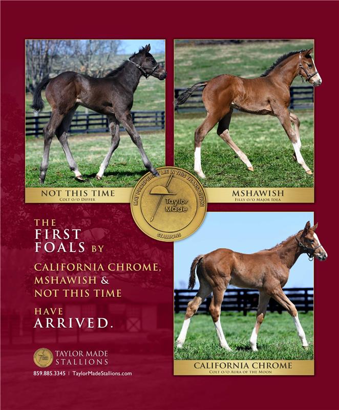 184447-TaylorMade-Foals-KeeMag-V02-proof