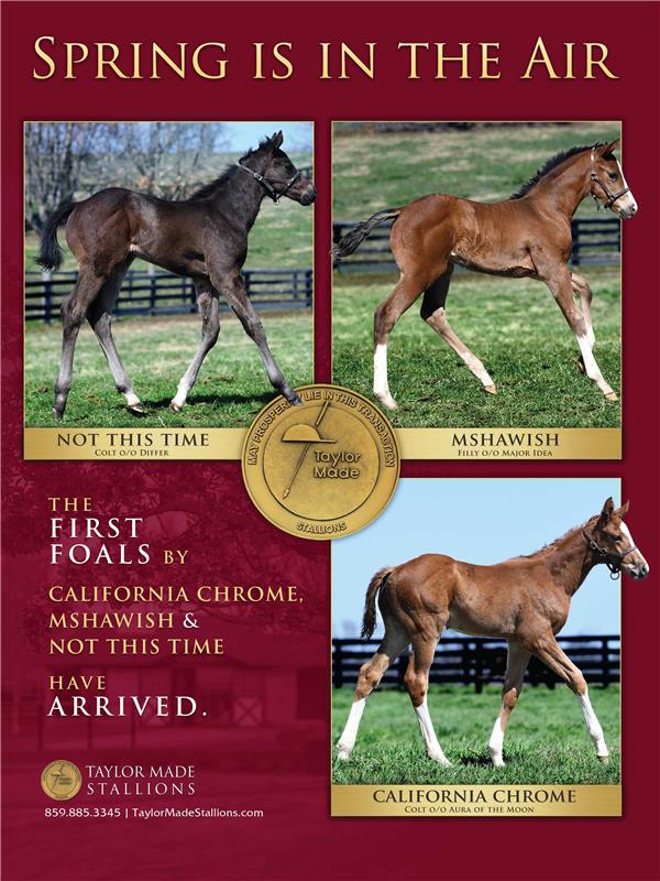 184731-TaylorMade-foals-PRS