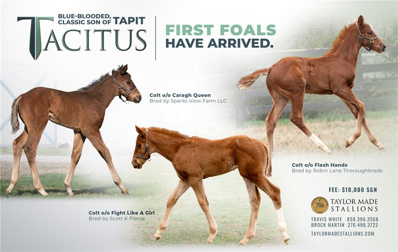 210672-Tacitus-half-TDN (1)