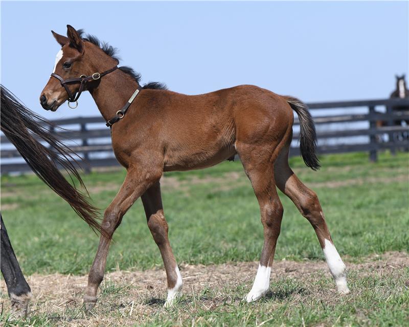 first foals taylor made stallions