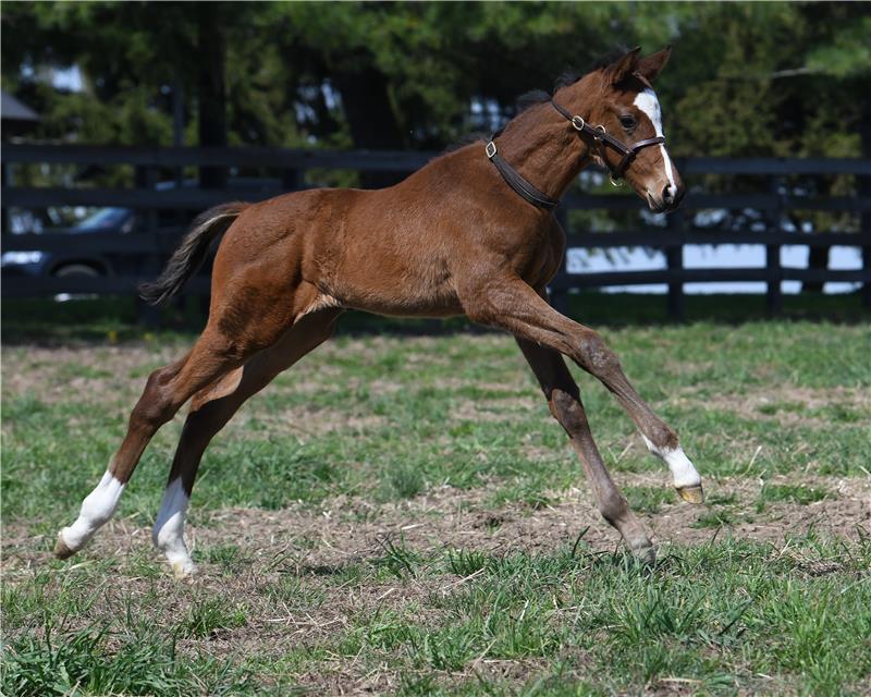 first foals taylor made stallions
